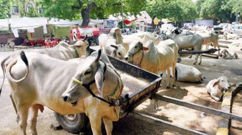 BJP lashes out at DMK for criticising Centre on cattle ban