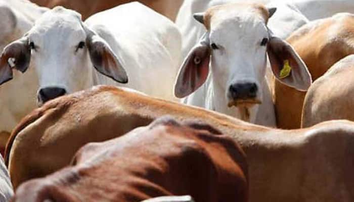 Rajasthan High Court judge wants cow to be declared a national animal; Kerala HC declines to interfere with cattle sale ban notification