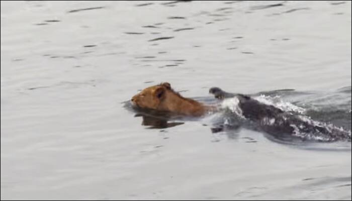 When the hungry reptile encountered the big cat in its territory – This is what transpired! (Watch video)