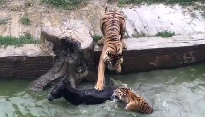 Inhuman act: Live donkey fed to tigers in China zoo – Watch shocking video