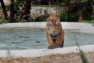 Tiger at Surat zoo