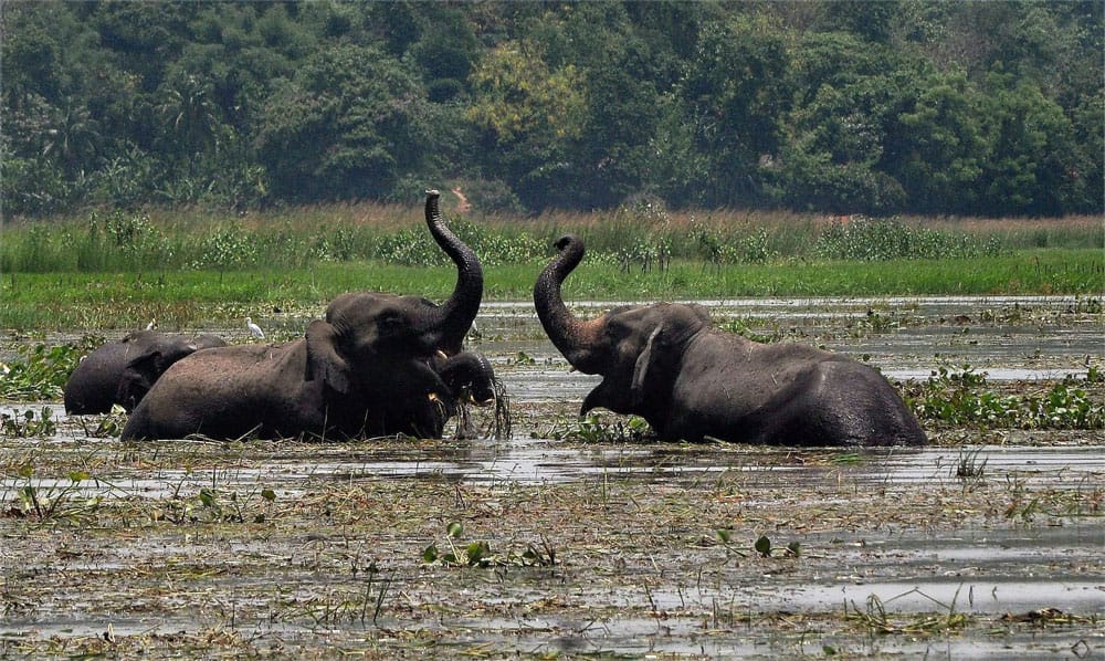 Wild Asiatic elephants relax