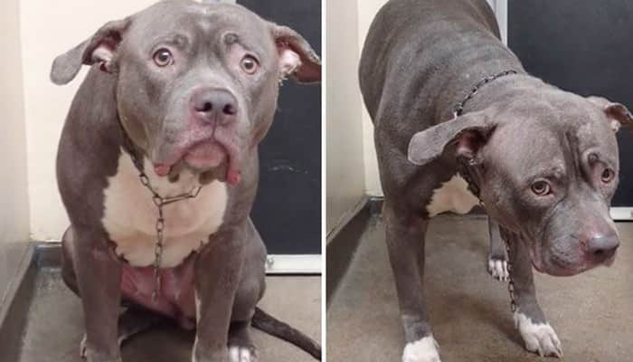 When this pup came to know she&#039;s being abandoned (guaranteed to tug at the heartstrings) - Watch