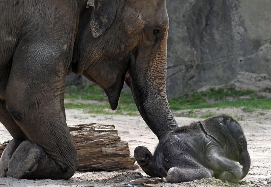 Baby elephant at Cologne Zoo