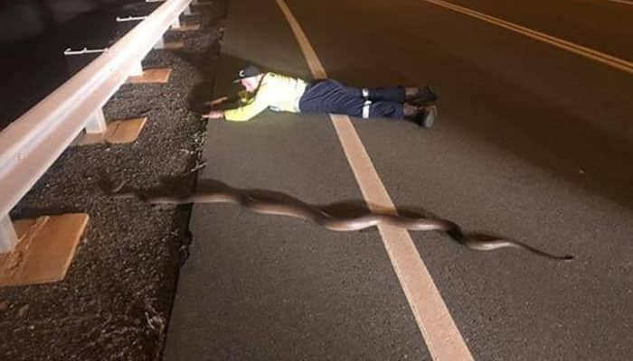 This young Australian spotted a giant python slithering across road and then planked