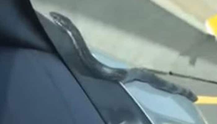 OMG! Snake crawls up a moving car on highway, tries to get in – Watch Video
