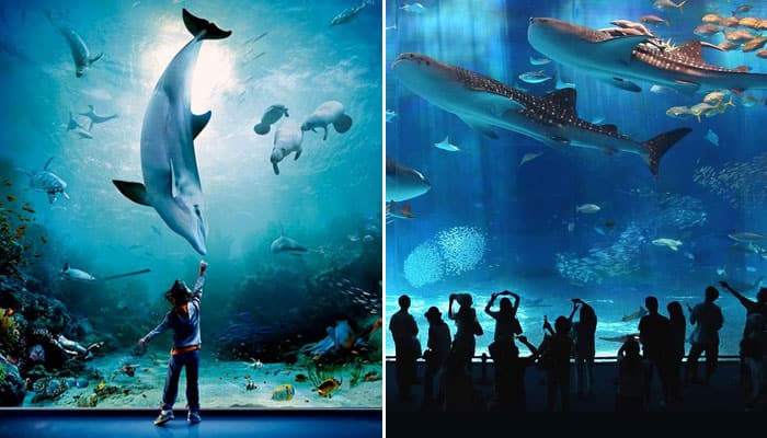 Best Aquariums In The World | News | Zee News