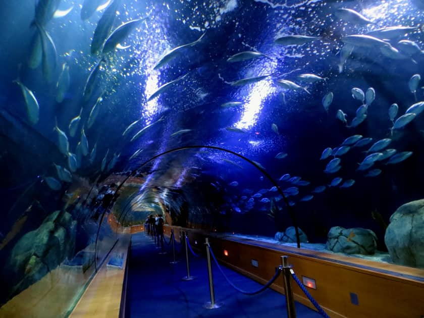 L’Oceanografic, Valencia, Spain