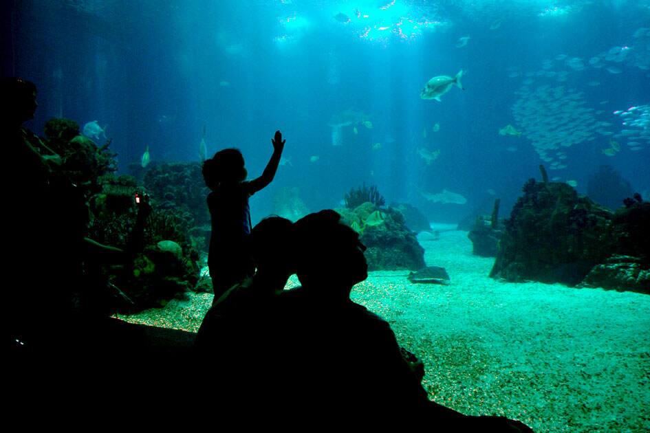 Lisbon Oceanarium, Lisbon, Portugal