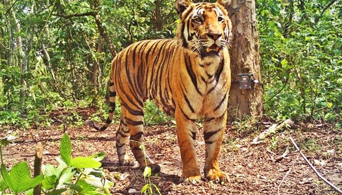 Tiger count in Assam&#039;s Kaziranga rising; latest estimates put the number at 104
