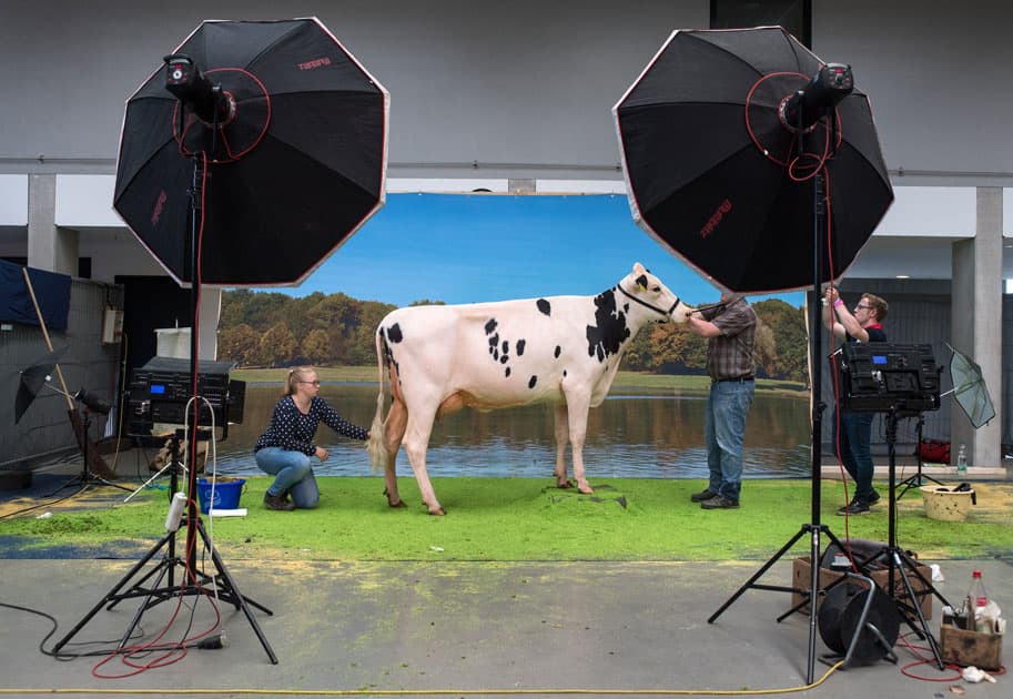 Most beautiful cow awards at the German Holstein