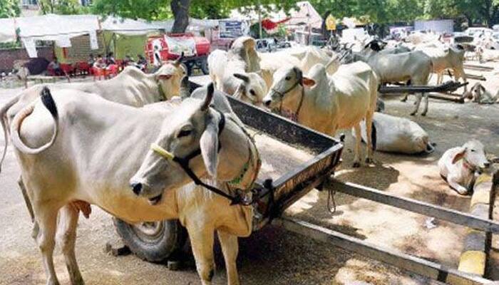 Man, sister-in-law arrested on charge of cow slaughter
