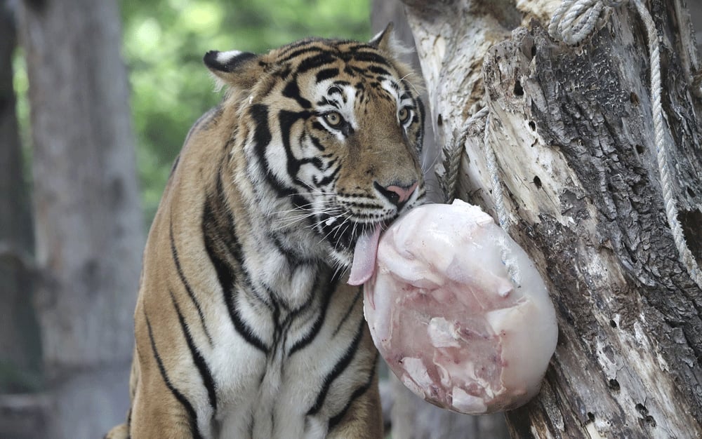 A tiger licks a block of ice containing chicken parts