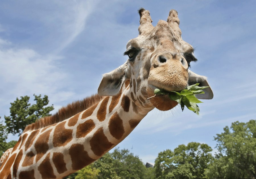 World Giraffe Day