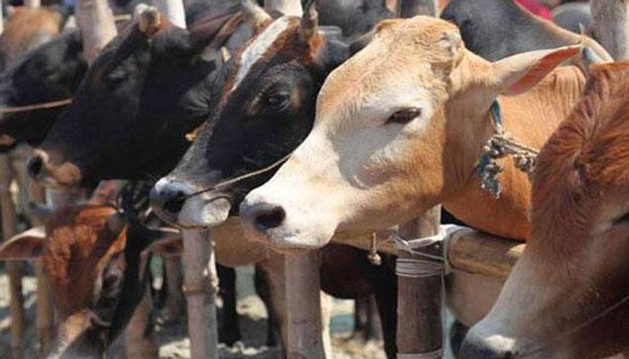 UP: Tension grips Shahjahanpur after cow slaughter reports, heavy police force deployed