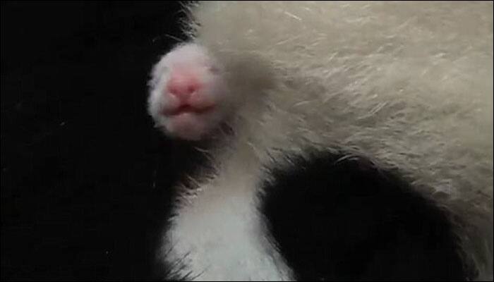 Tokyo zoo is celebrating; confirms new baby panda is a girl!