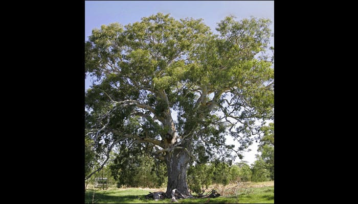 Australian red gum trees under threat due to rising CO2 levels, say researchers