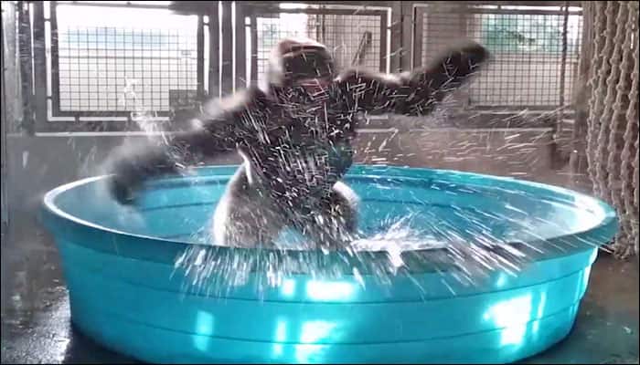 Zolo the &#039;breakdancing&#039; gorilla shows off stellar moves in his swimming pool! - Watch video