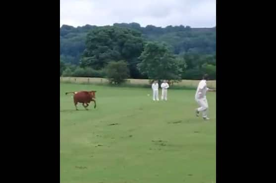 WATCH: Cow invades cricket field in England, forcing players to stop the match