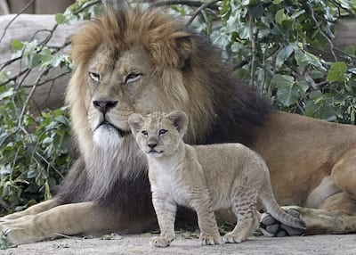 A Barbary lion cub, stands next to its father Schroeder