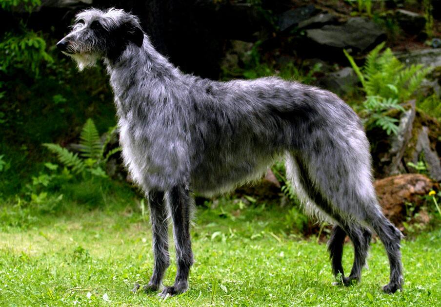 Scottish Deerhound