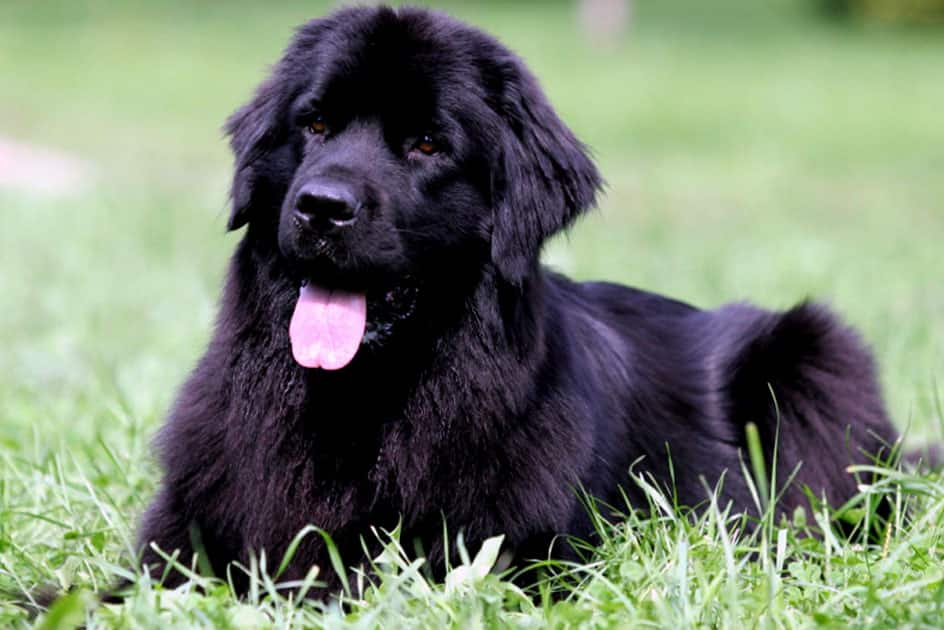 Newfoundland Dog