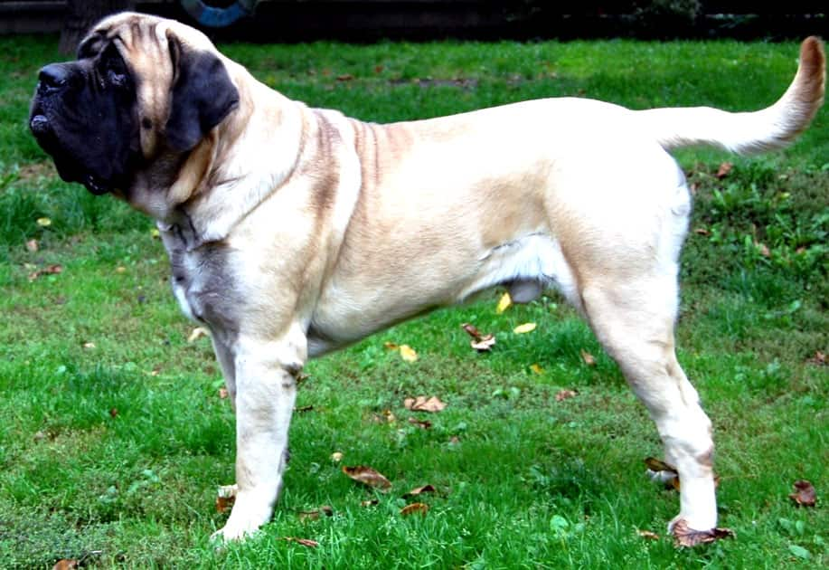 English Mastiff