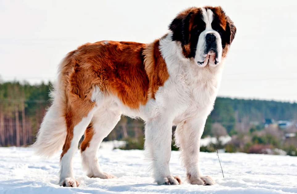 St. Bernard