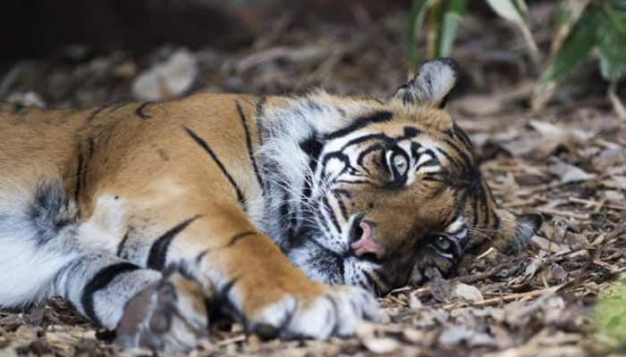 Kemiri - Australia&#039;s oldest Sumatran tiger dies at Adelaide Zoo