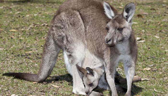 Florida zoo staff hand-raises abandoned baby kangaroo