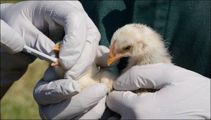 How birds become immune to influenza decoded