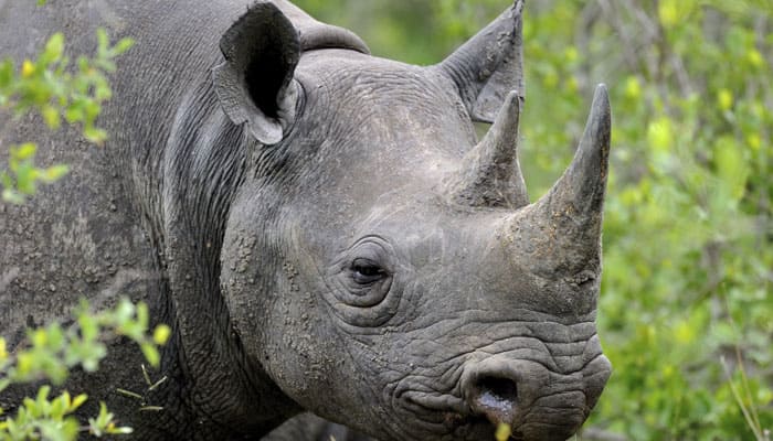 Assam to raise new force for rhino protection