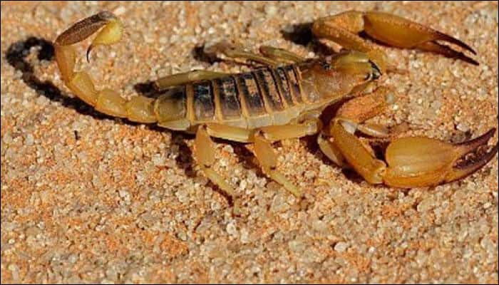 New light, portable robot to extract scorpion venom