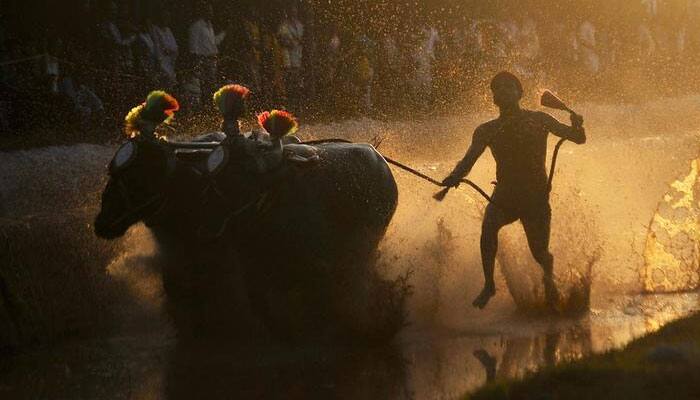 President gives assent, buffalo sport &#039;Kambala&#039; now legal in Karnataka