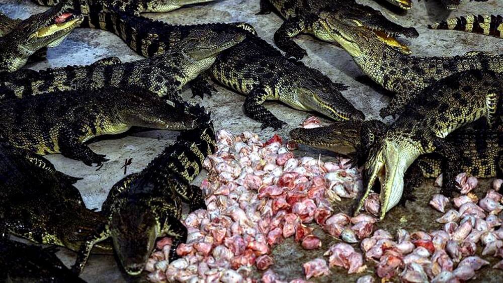 Crocodiles eat chicken heads at Sriracha Tiger Zoo