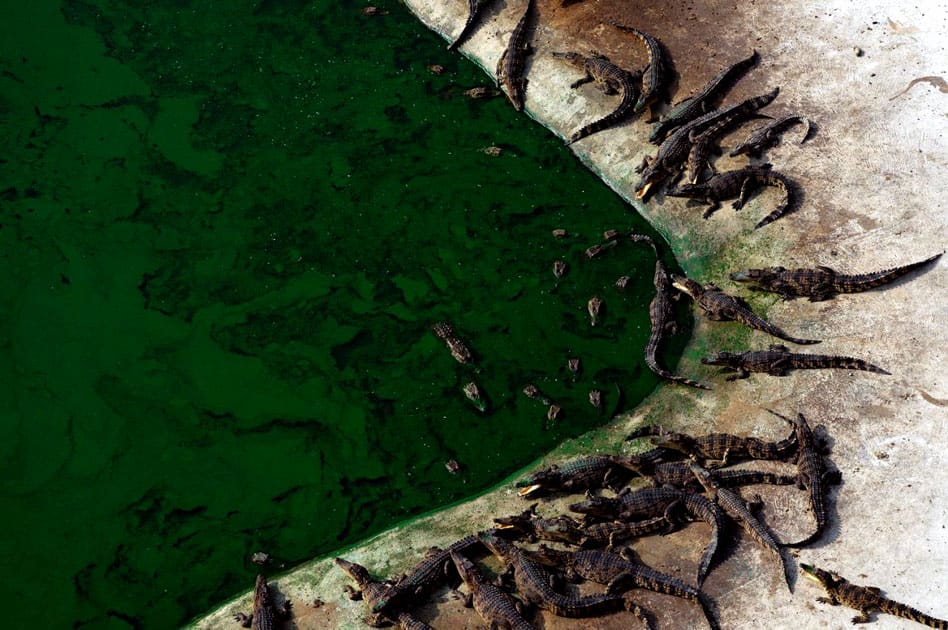 Crocodiles are seen at Sri Ayutthaya Crocodile Farm