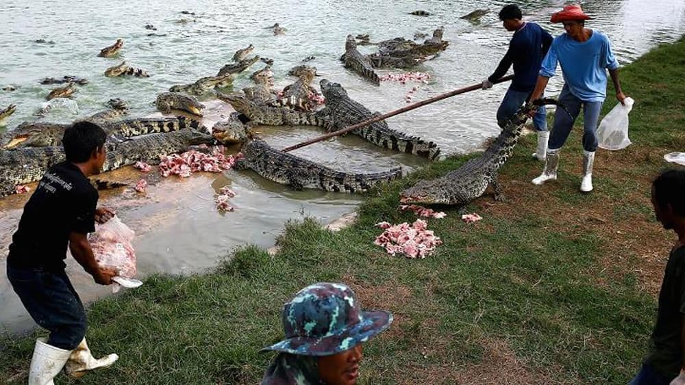 Workers feed crocodiles at Sri Ayutthaya crocodile farm in Ayutthaya province