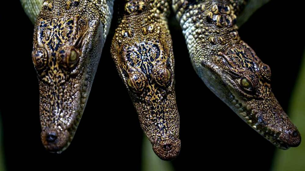 A worker holds young crocodiles at Sri Ayutthaya Crocodile Farm