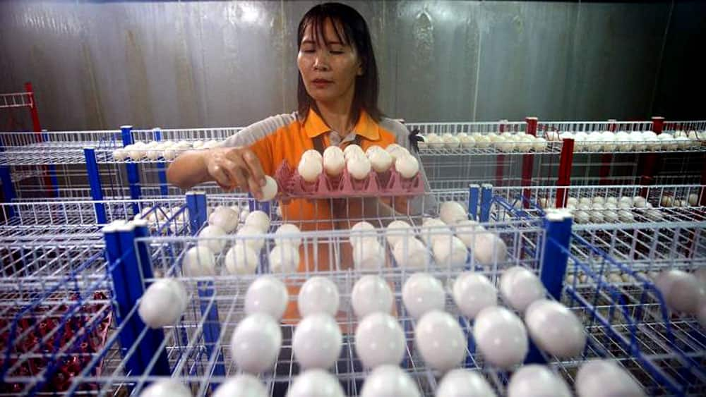 A zoo worker places crocodile eggs inside a hatchery at Sriracha Tiger Zoo