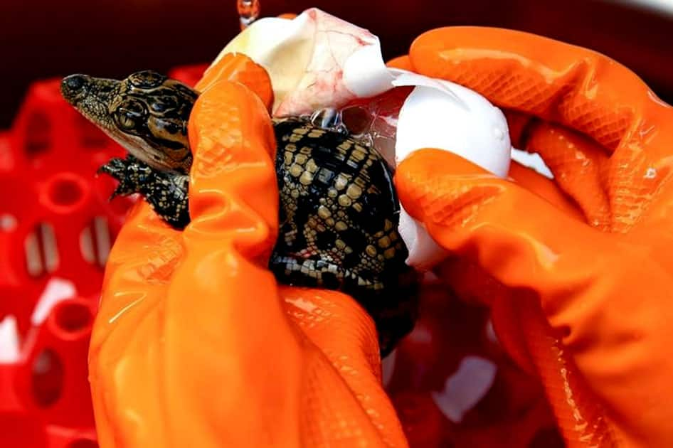 A worker helps a baby crocodile out of its shell at Sriracha Crocodile Farm