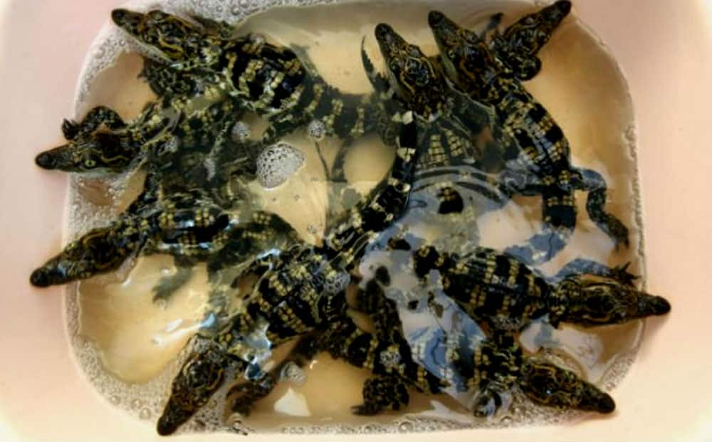 Newly hatched crocodiles are seen in a basin at Sriracha Crocodile Farm