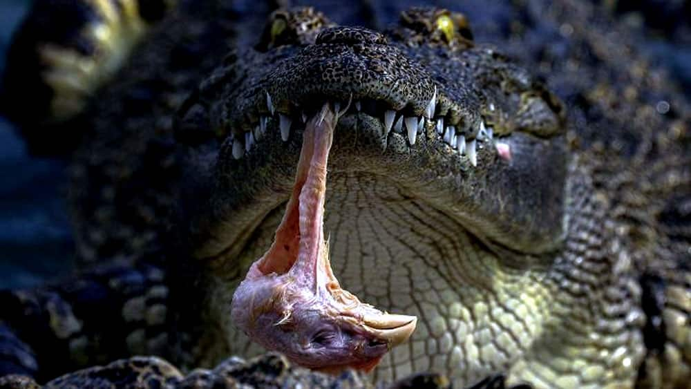 A crocodile eats a chicken head at Sriracha Tiger Zoo