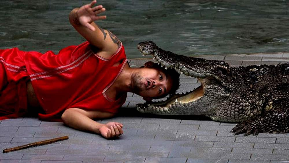 A zoo performer reacts as he puts his head between the jaws of a crocodile