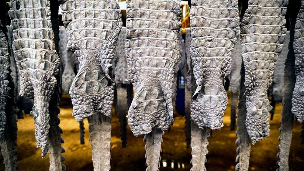 Dyed crocodile skins hang at a crocodile leather tannery