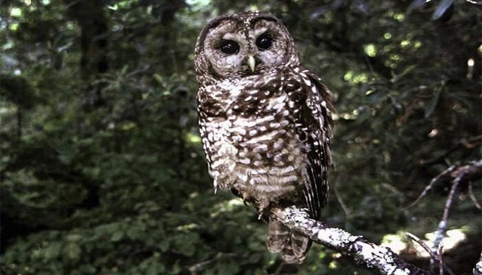 Owls’ wings could hold key in making aircraft and wind turbines quieter ...