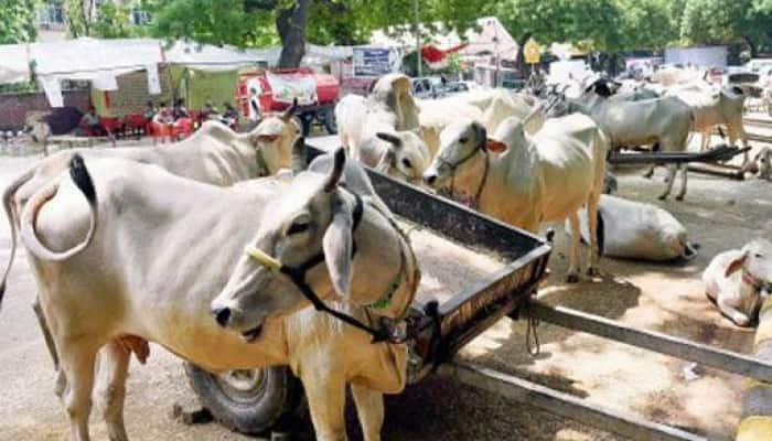 Supreme Court stays Centre&#039;s notification on sale of cattle for slaughter