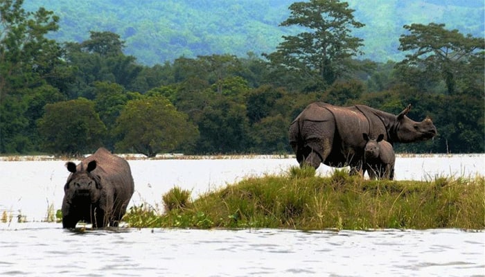 Flood swamp Assam&#039;s Kaziranga National Park