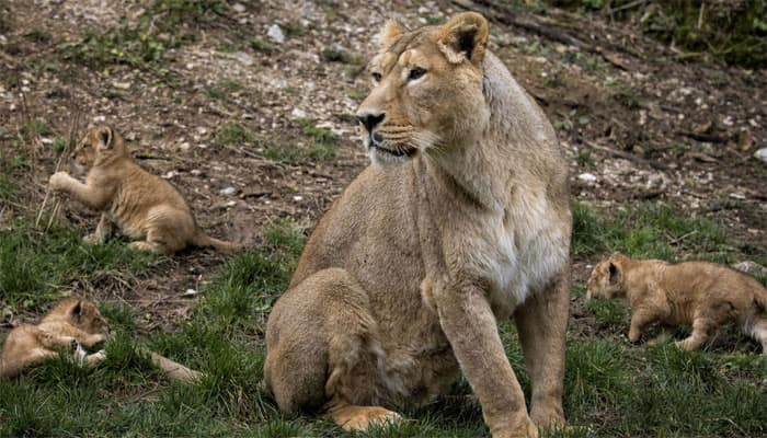 Lioness nurses leopard cub in Tanzania