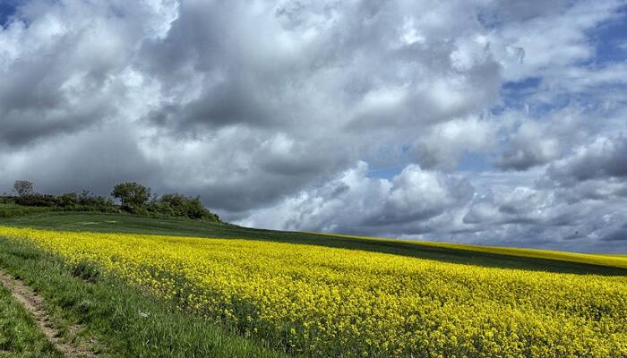 No policy decision yet on GM mustard crop: Centre tells SC