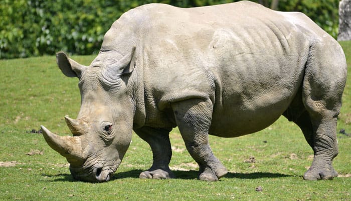 Sole African white rhino of Assam zoo, Mohan, dies at 47